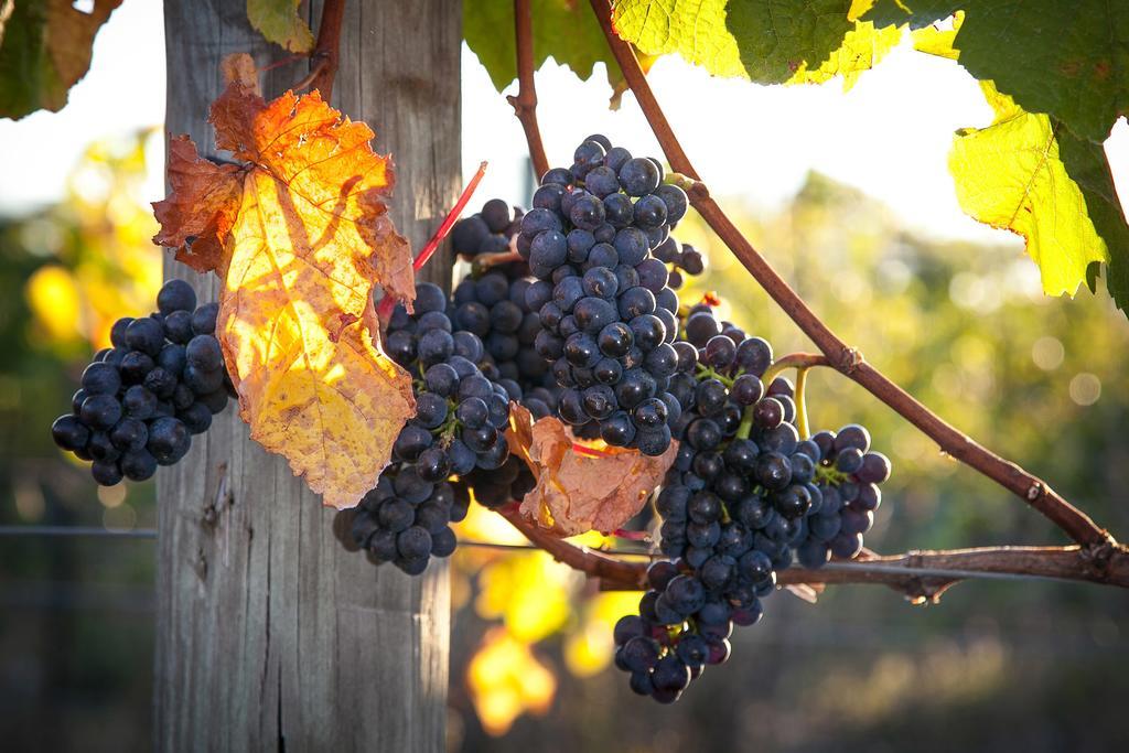 Renwick Straw Lodge Vineyard And Boutique Lodging מראה חיצוני תמונה